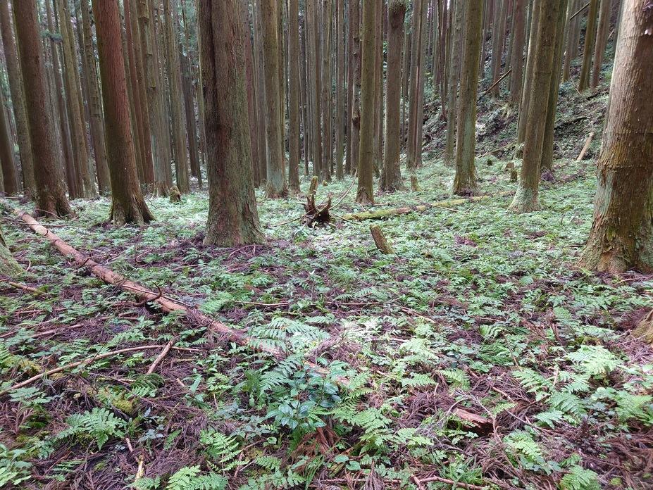 下山甲斐守城
