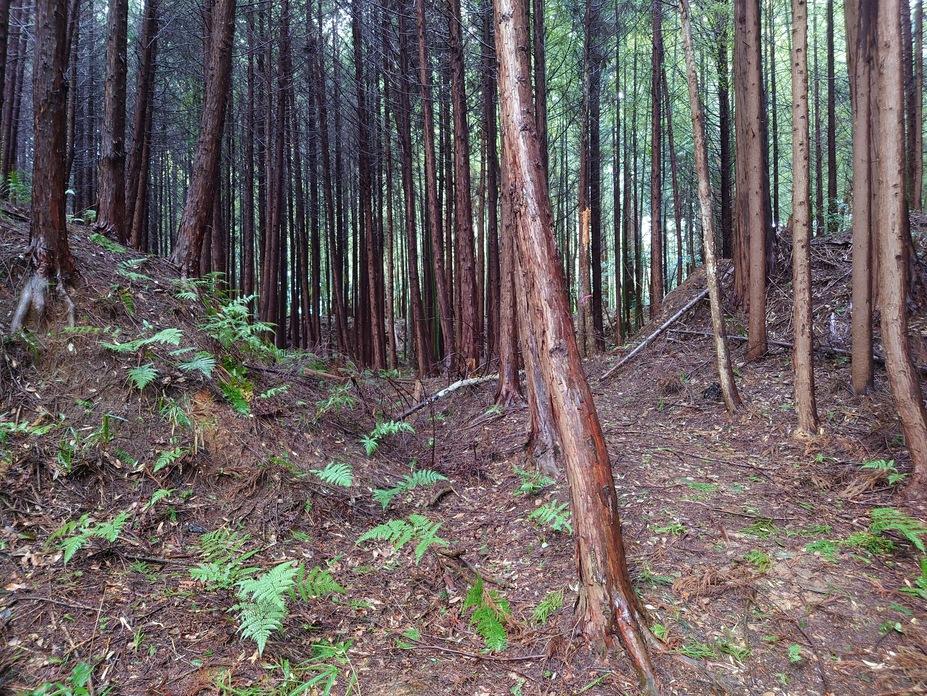 桜町中将城