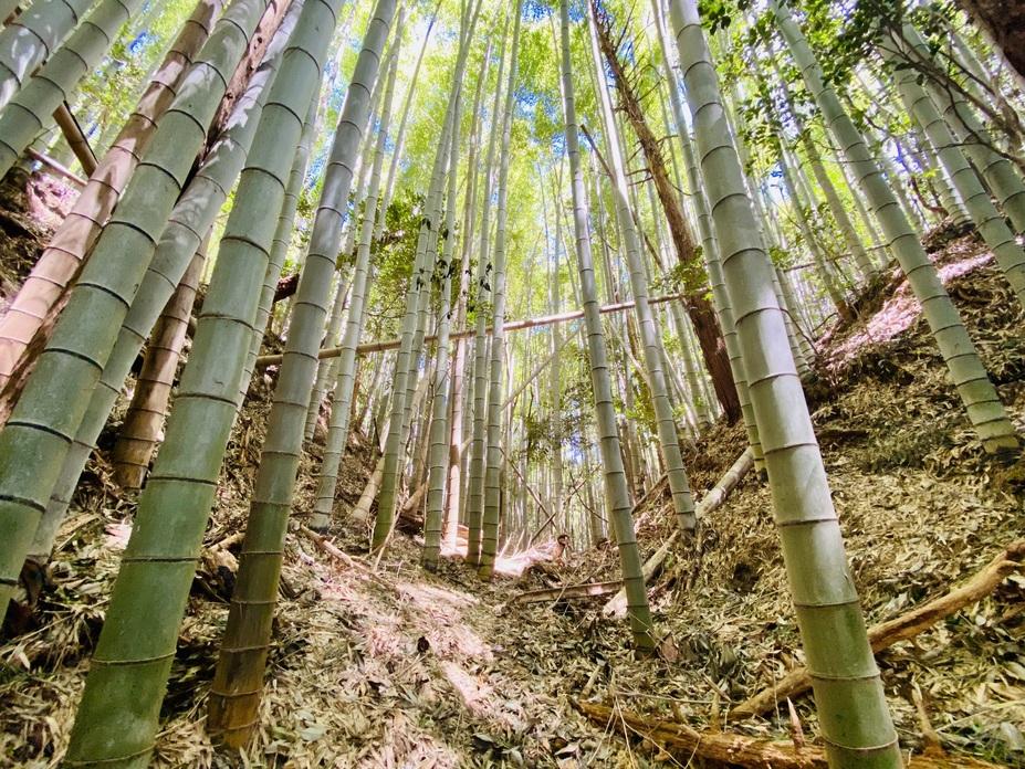 柏野城