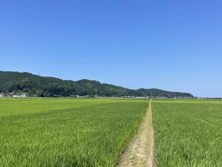 本与板城