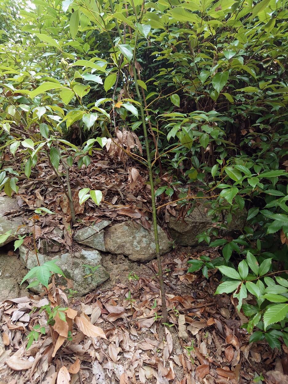 沼城