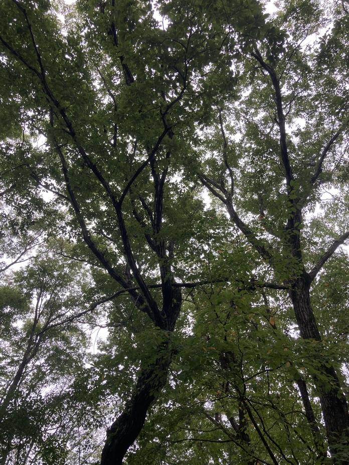 茶臼山城