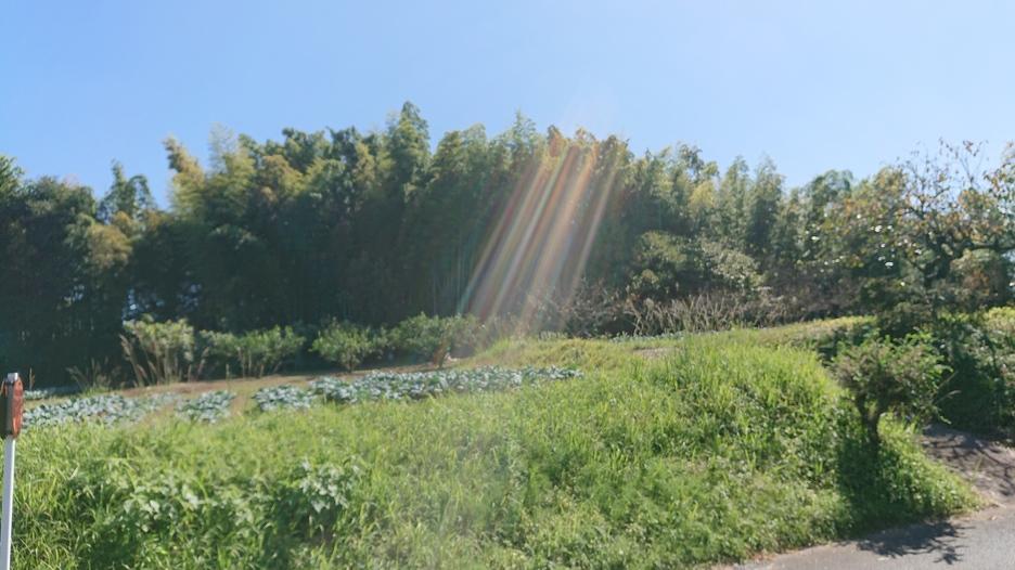曲野城