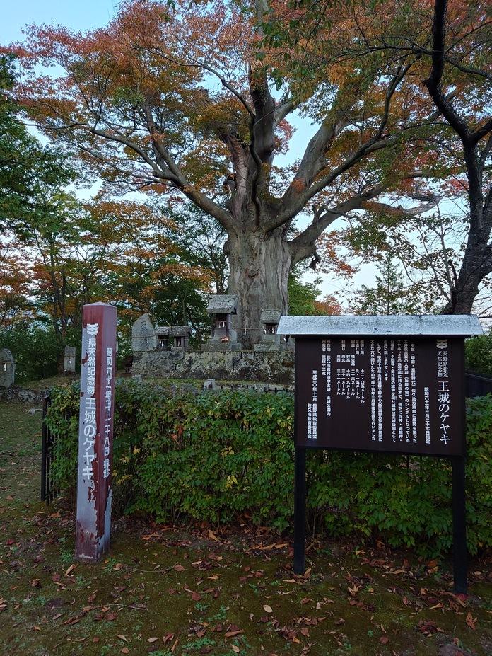 大井城