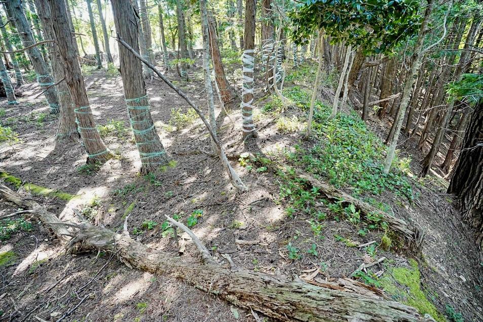 田屋城