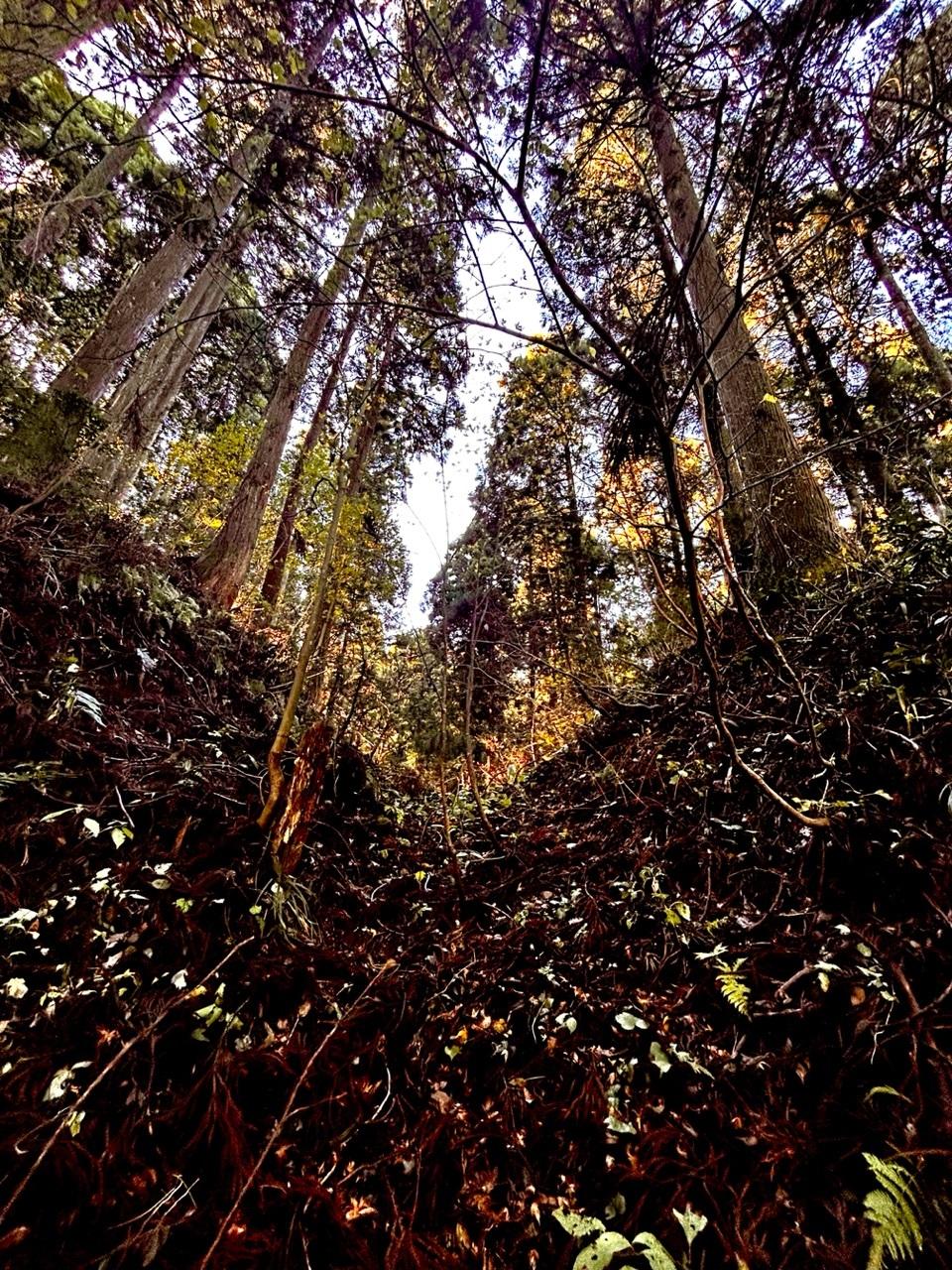 池田館