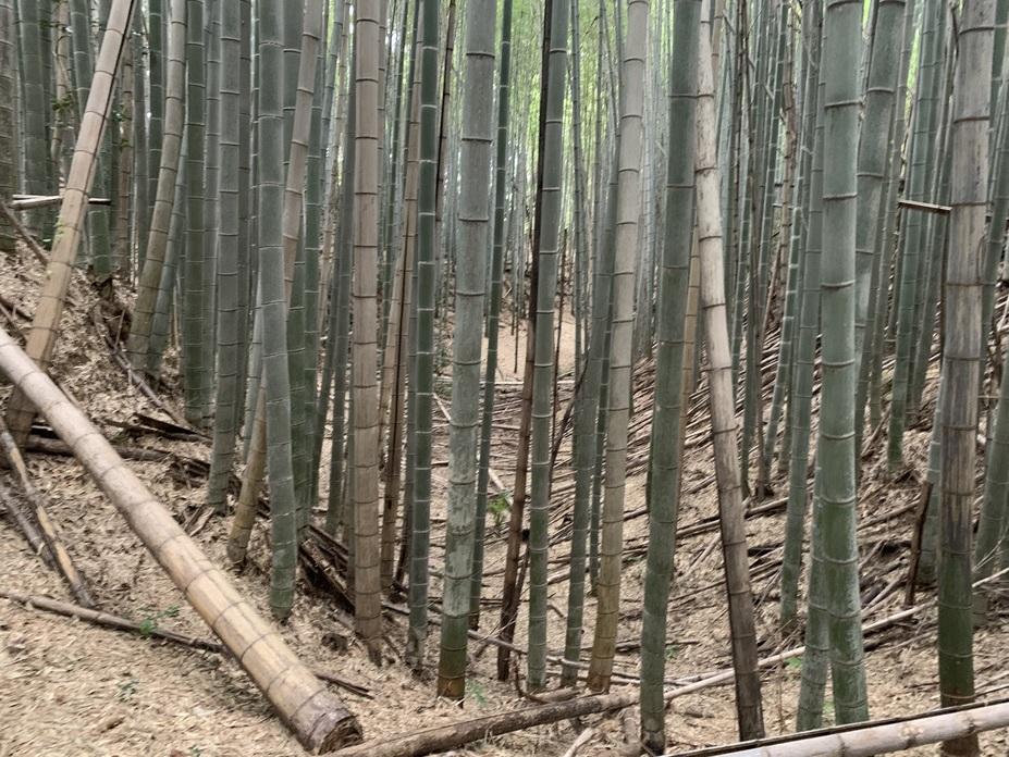大草城