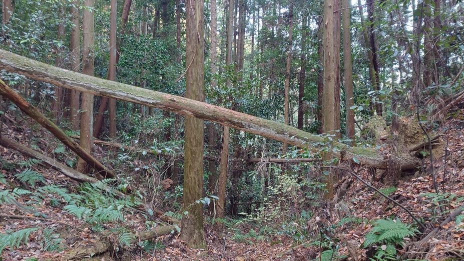 丸山城