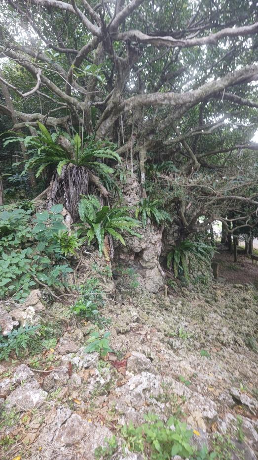下田原城