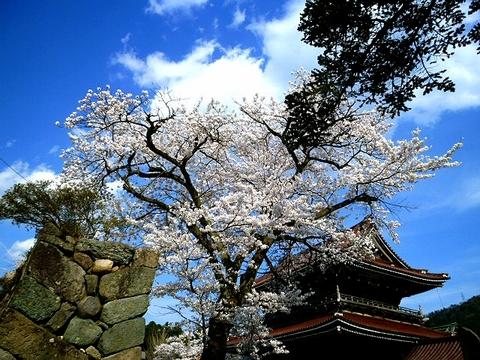 井波城