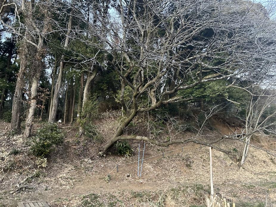 中沢城