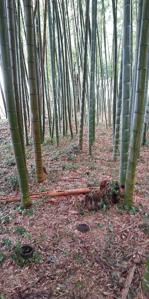 平山館
