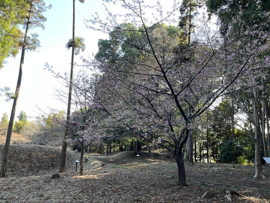 松ヶ崎城