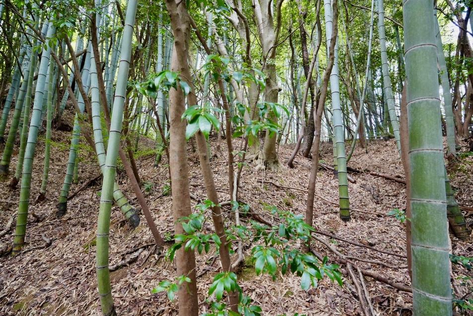 水茎岡山城