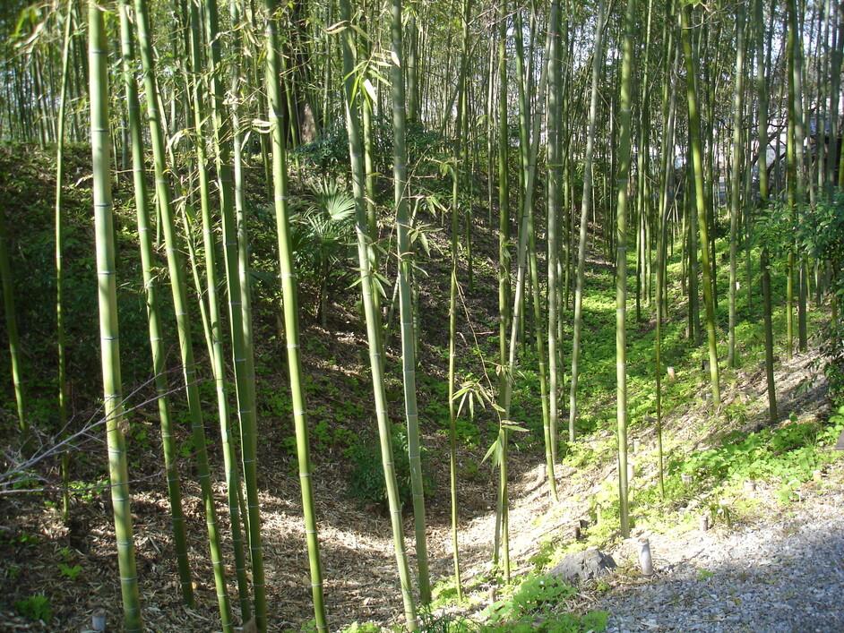 御茶屋屋敷