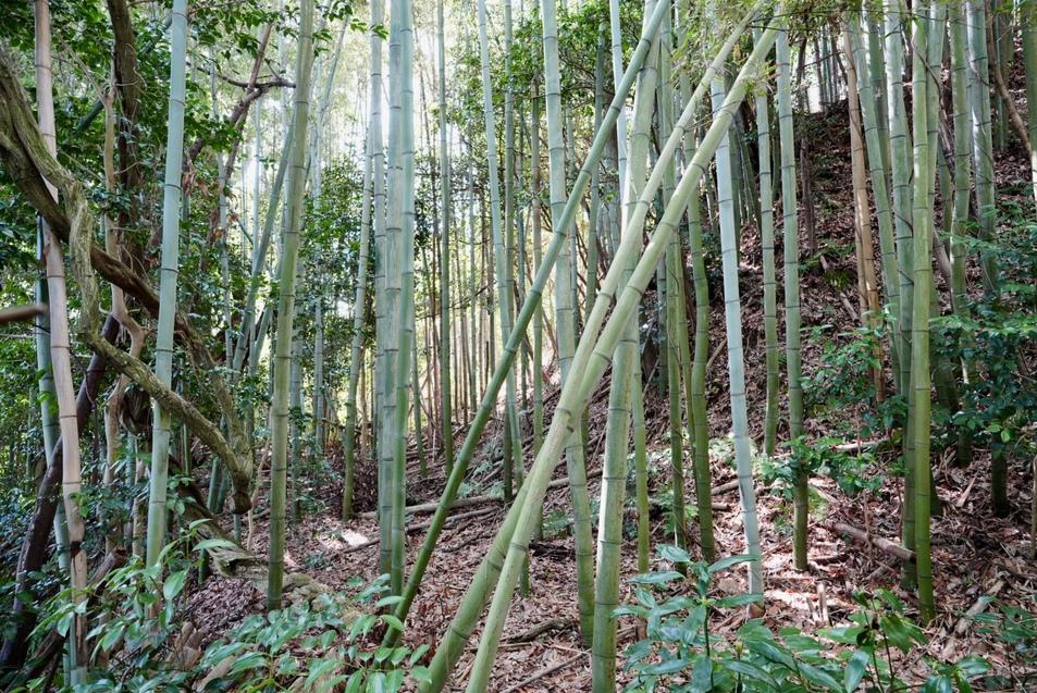 水茎岡山城