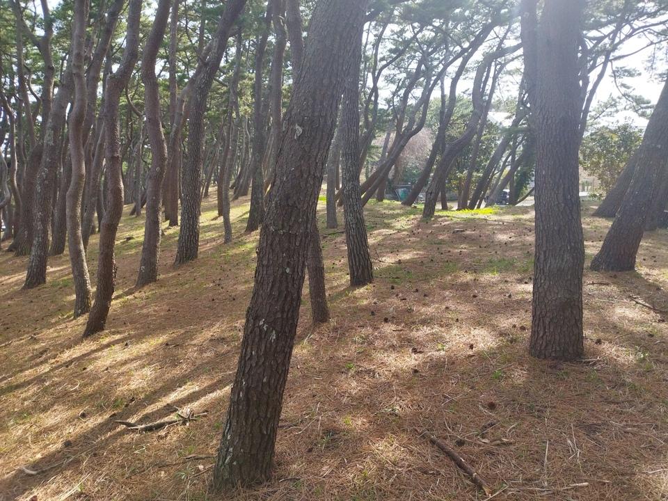 祝町向洲台場