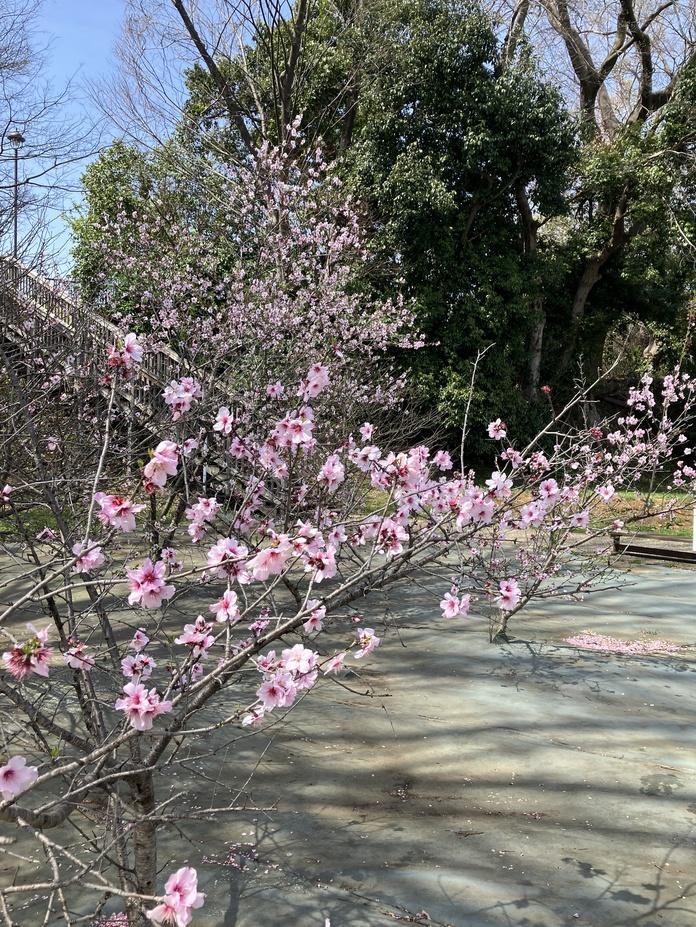 丸山城