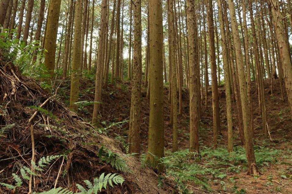 甲賀郡中惣城館