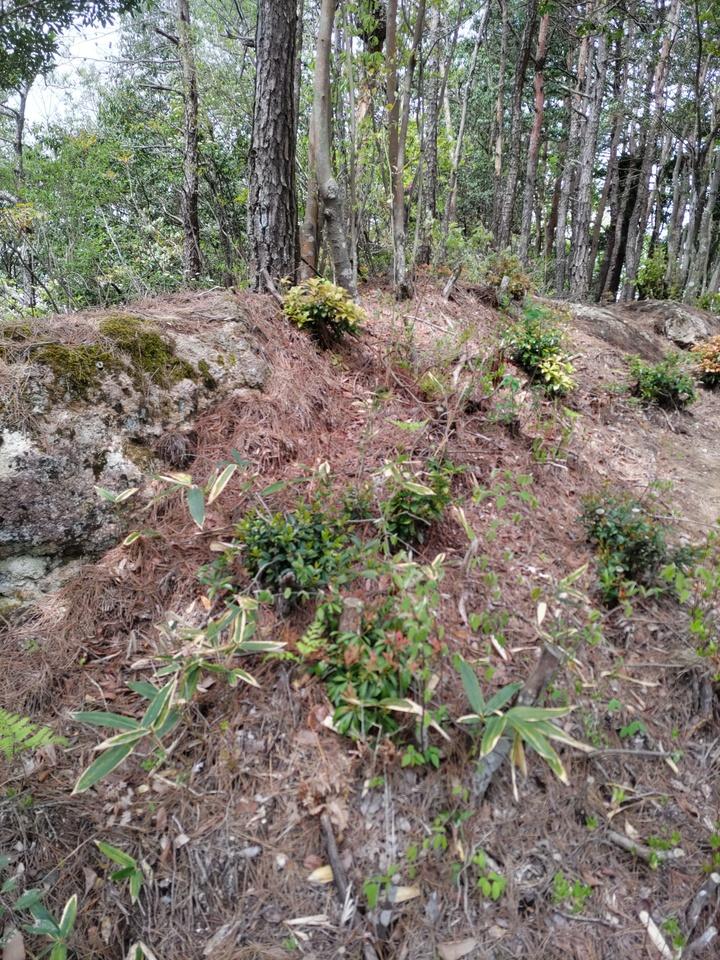 高瀬城