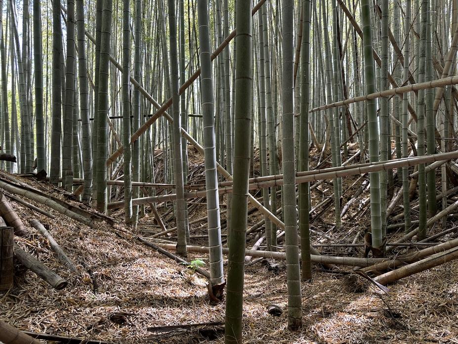 神宮寺城