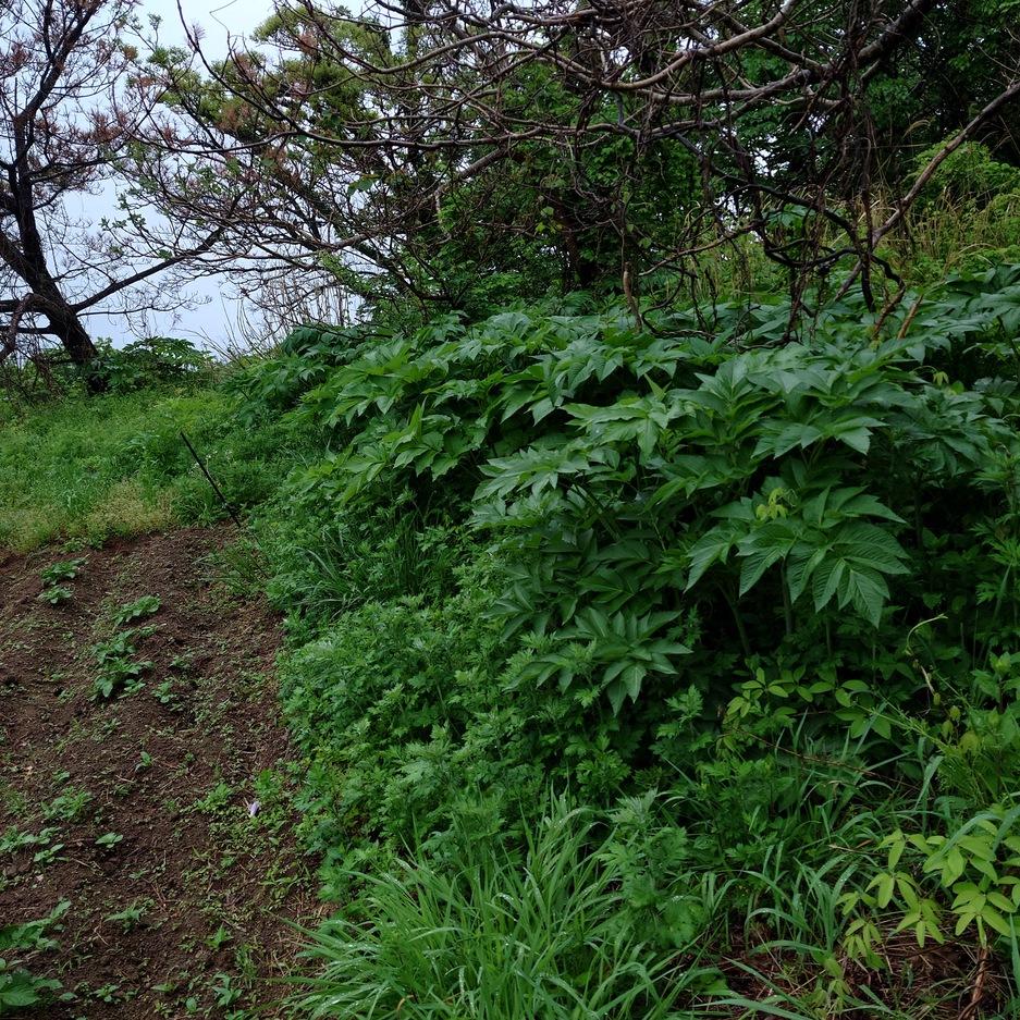 鷲崎城