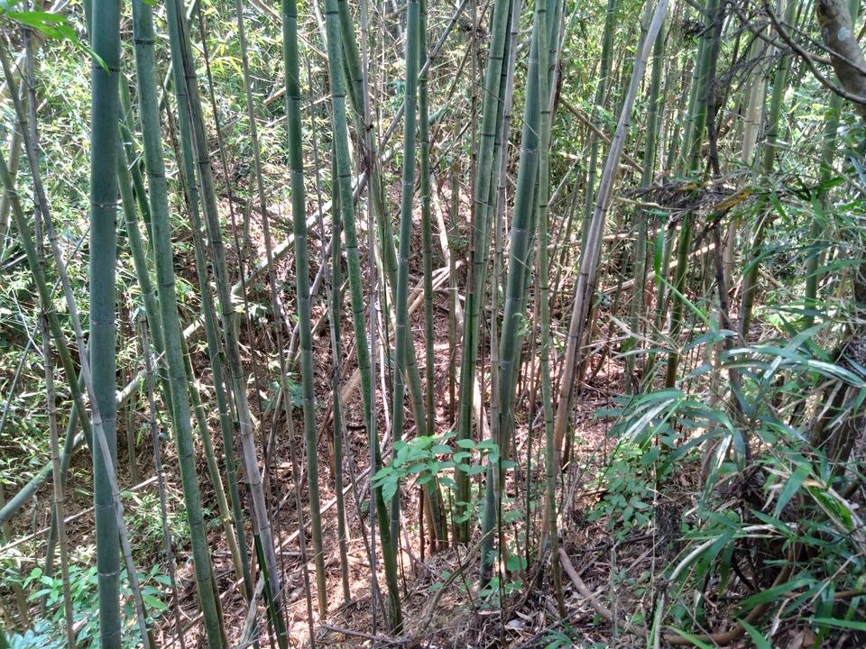 八代城
