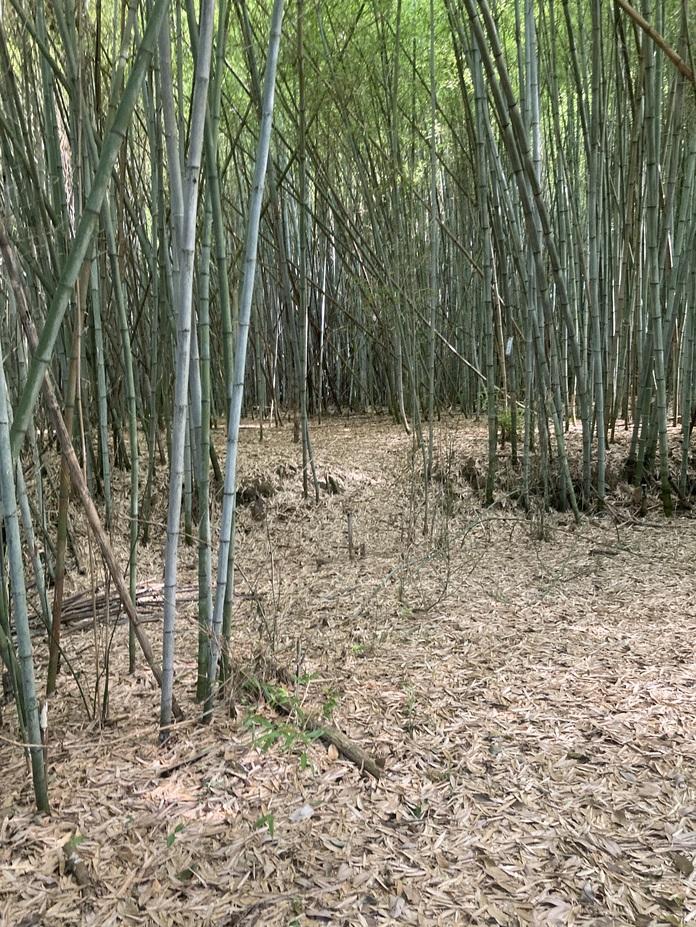 脇城