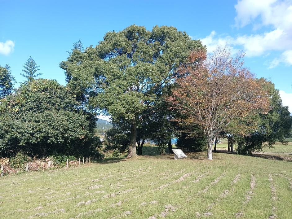 堤土塁