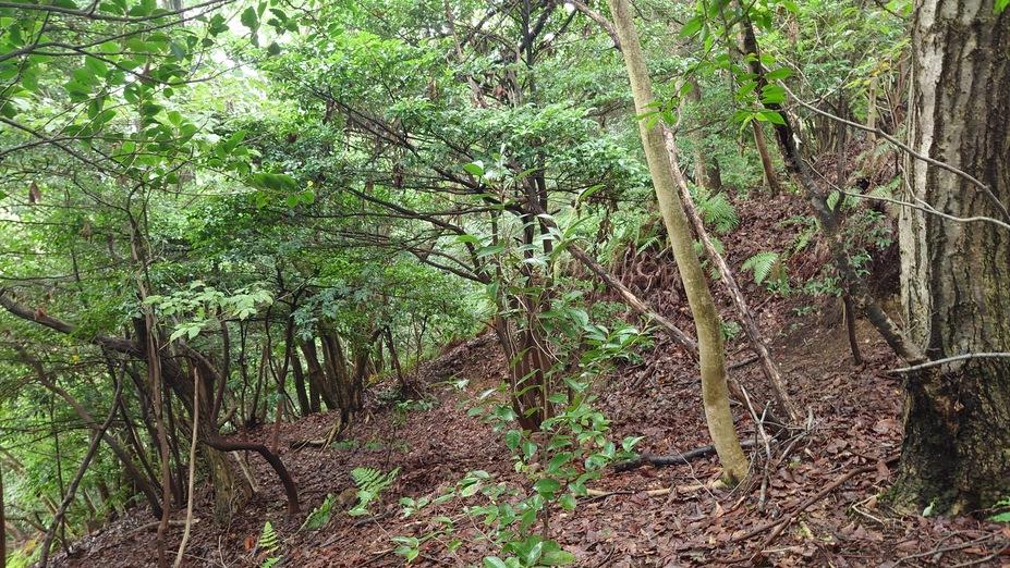 金子山城