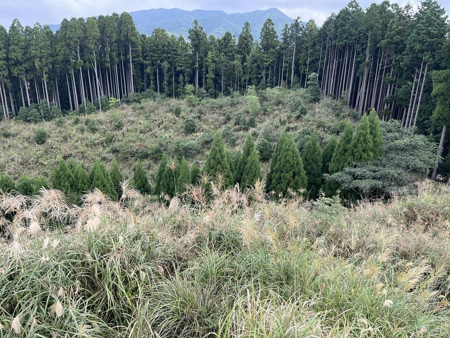 松尾城