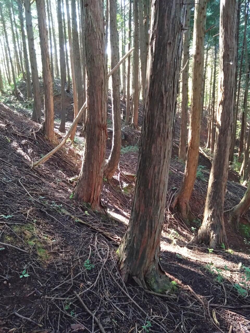 亀ヶ城