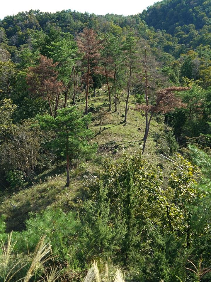 朝倉城
