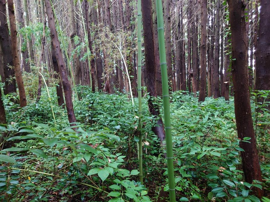 鷲崎城