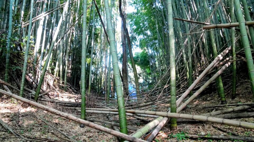大野原城
