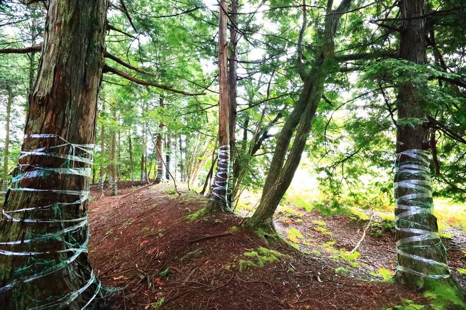 田屋城