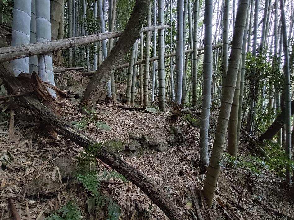 箱柳城