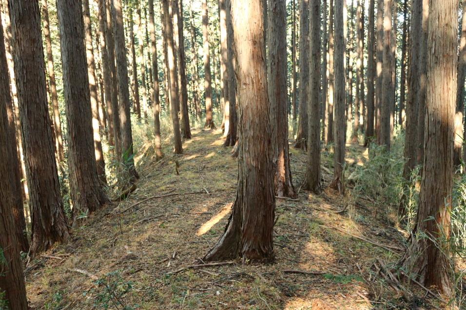 桐生城