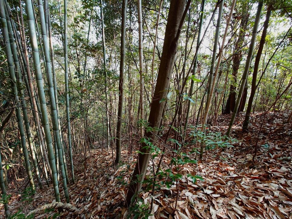 鍛冶山城