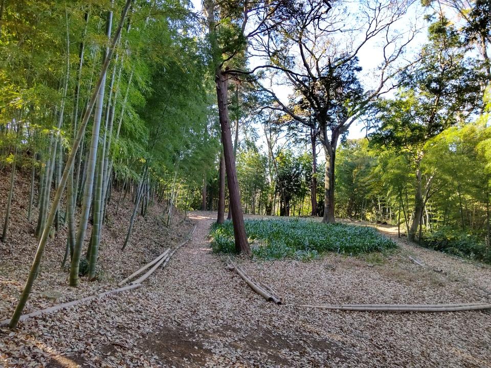 椎津城