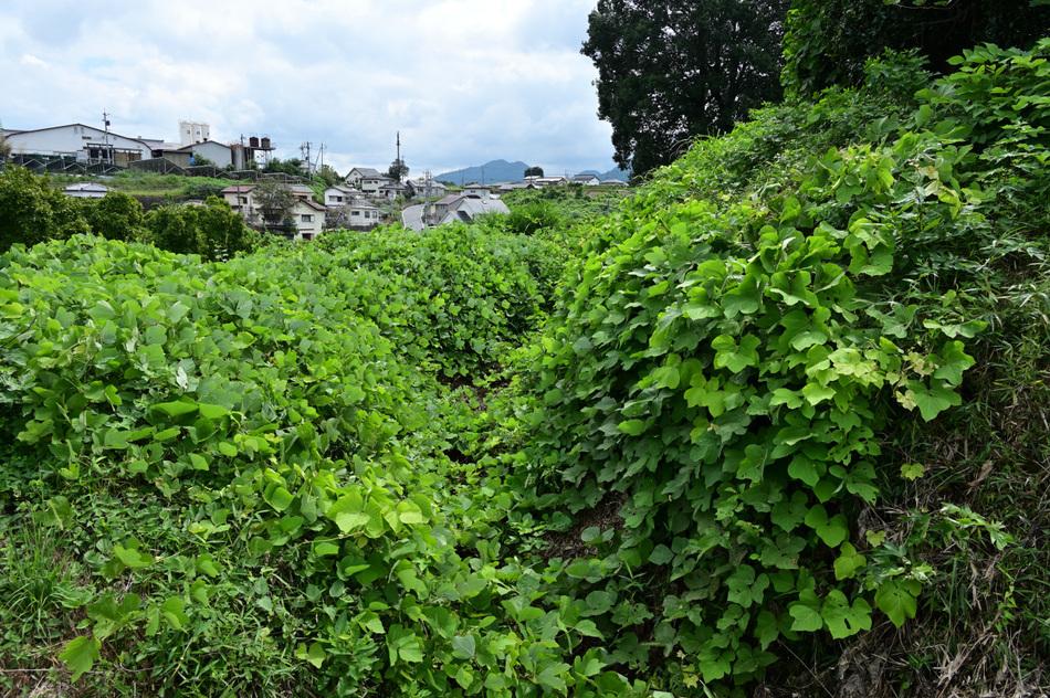 白倉城