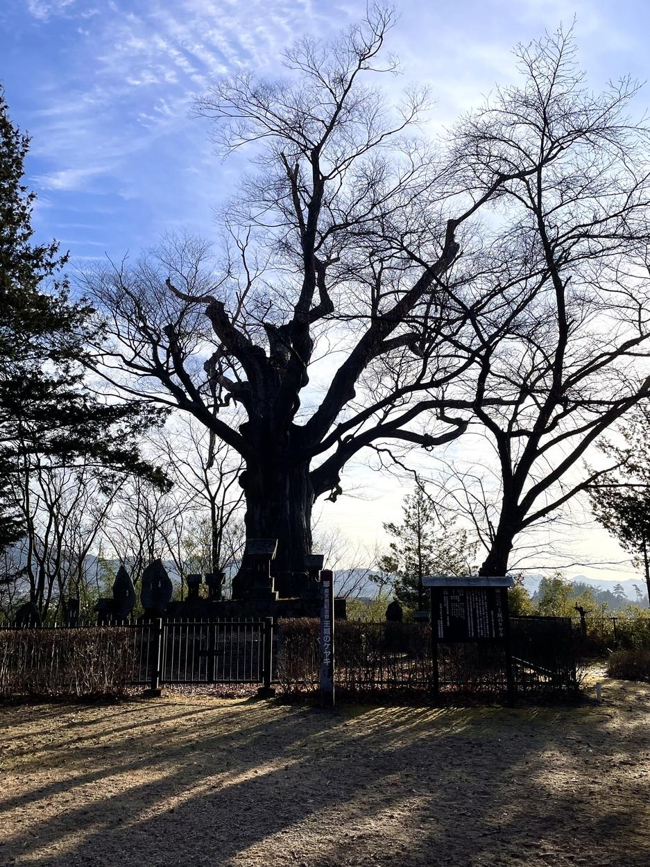 大井城