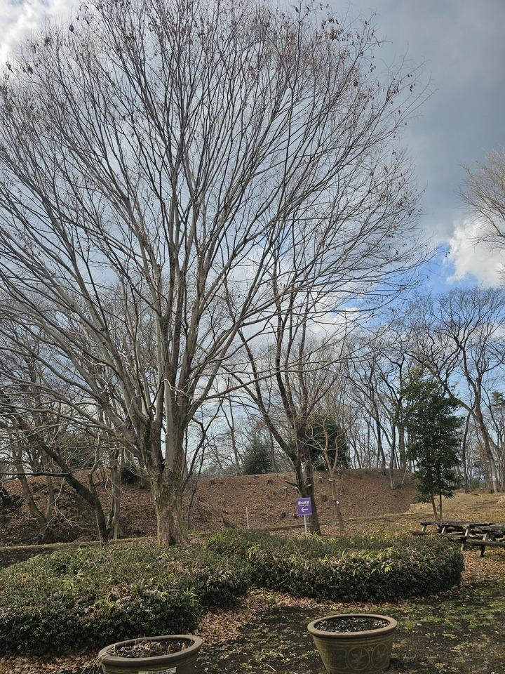 勝山城
