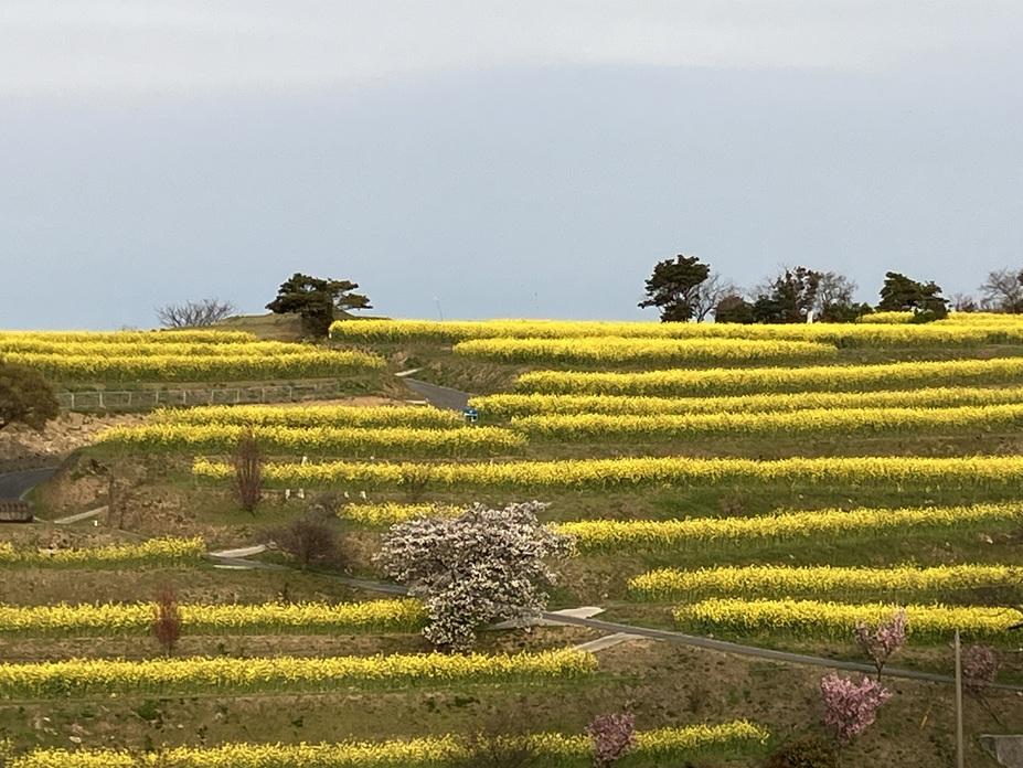富来城