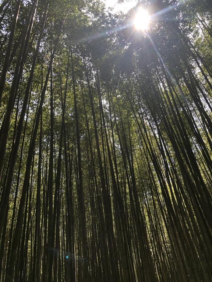嵐山城