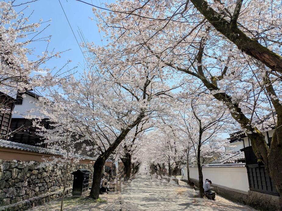 秋月城