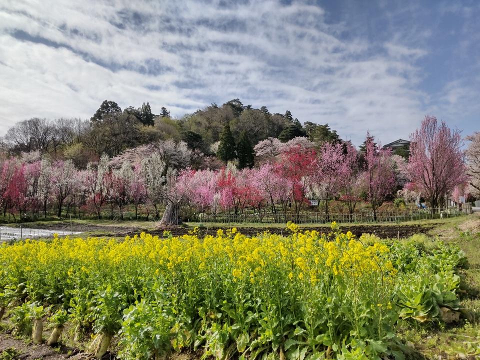 天神山城
