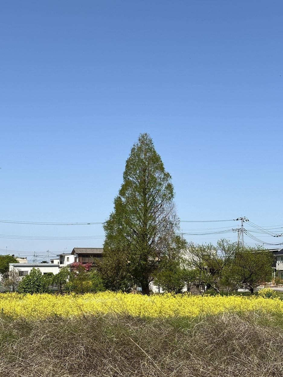植野城
