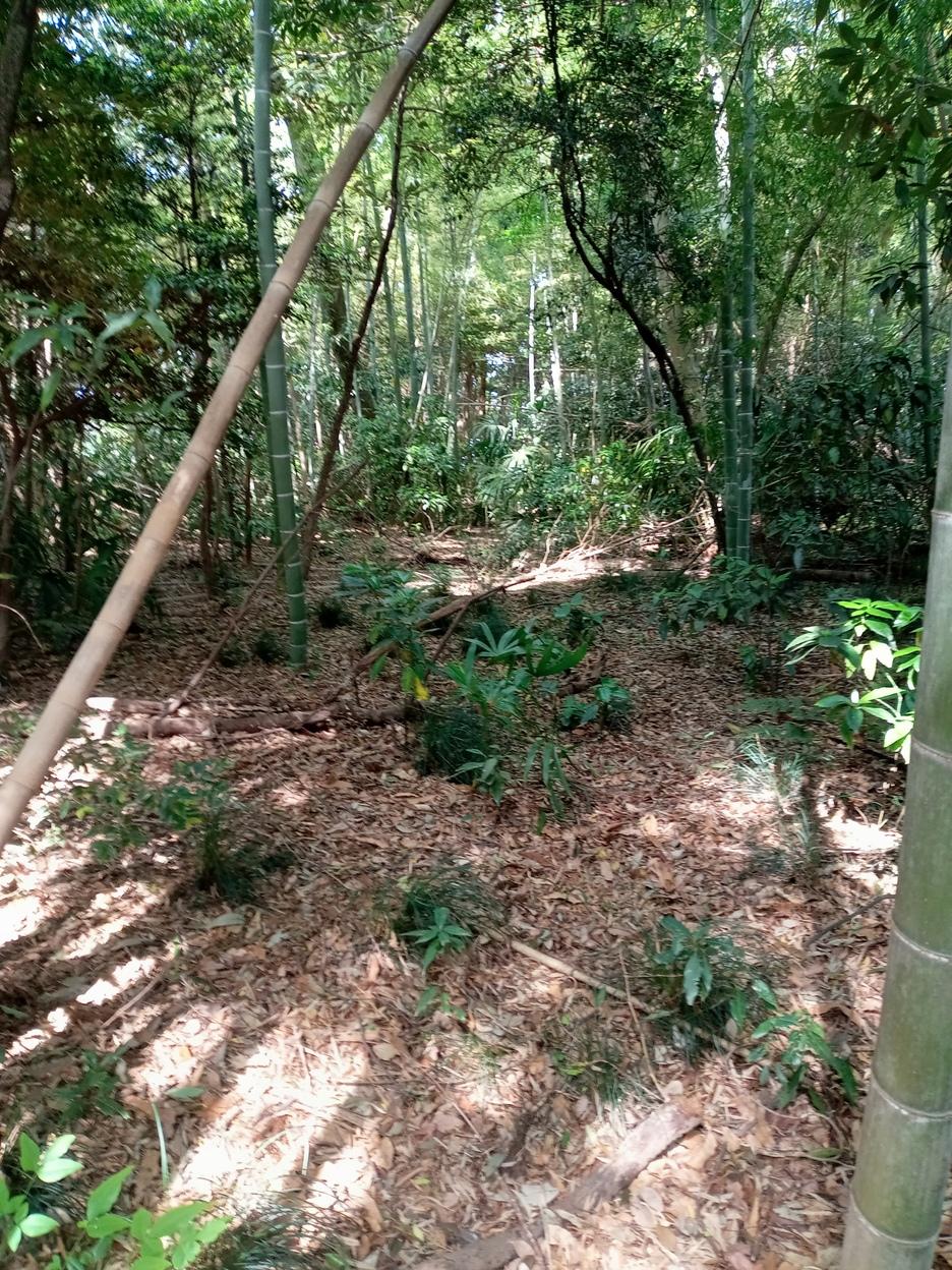 代山城