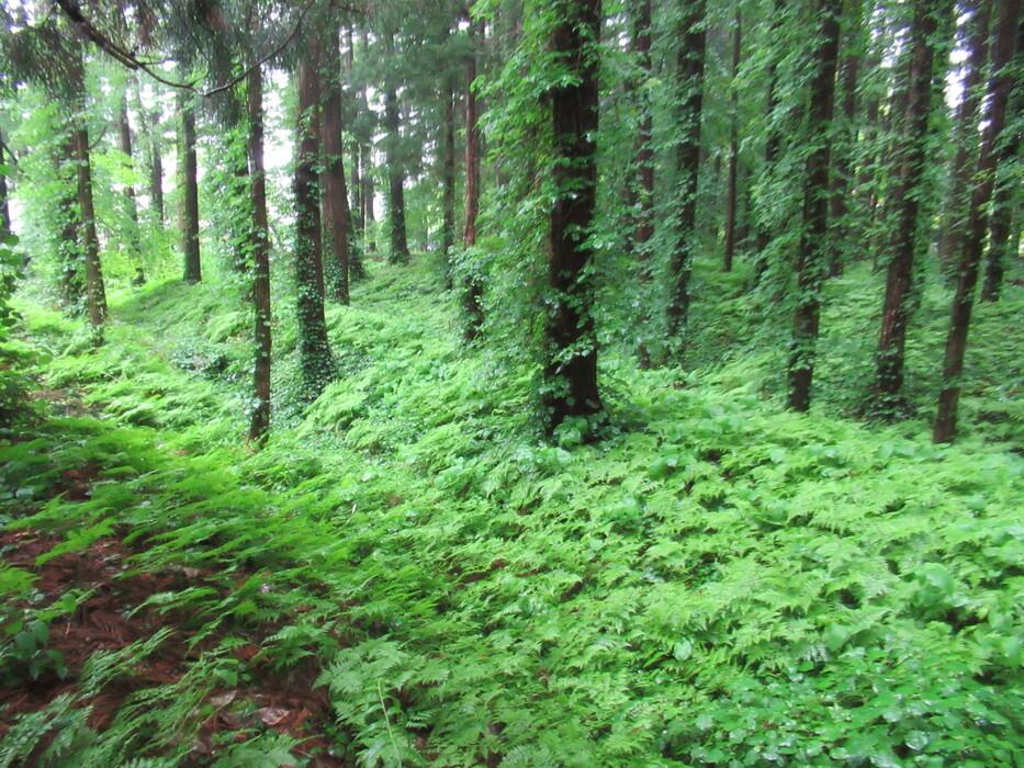 寺林城